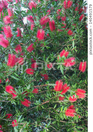 Background with common red bottlebrush flowering, also known as crimson bottlebrush or lemon bottlebrush Background with common red bottlebrush flowering, also known as crimson bottlebrush or lemon bottlebrush 140491579