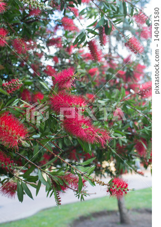 Common red bottlebrush, crimson bottlebrush or lemon bottlebrush, beautiful plant Common red bottlebrush, crimson bottlebrush or lemon bottlebrush, beautiful plant 140491580