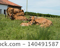 Group of red cows and calves resting on a green prairie. Asturias 140491587