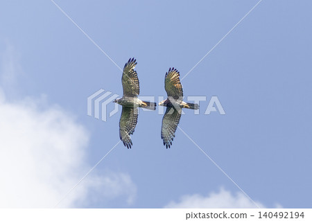 A pair of Grey-faced Buzzards in flight A pair of Grey-faced Buzzards in flight 140492194