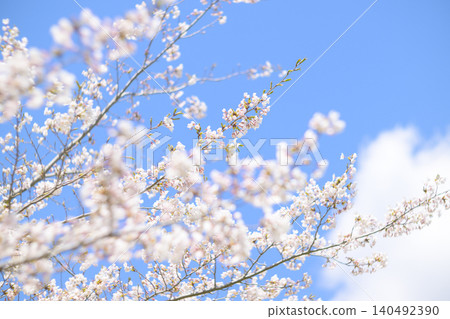 Cherry blossoms in full bloom and blue sky (taken with an old lens) 140492390