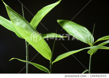 Light and shadow on bamboo leaves Light and shadow on bamboo leaves 140492433