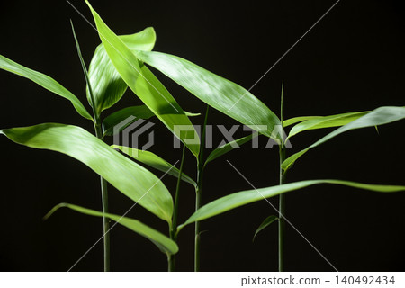 Light and shadow on bamboo leaves Light and shadow on bamboo leaves 140492434