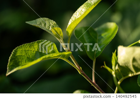A close-up of young apple tree foliage with a high level of detail. A close-up of young apple tree foliage with a high level of detail. 140492545