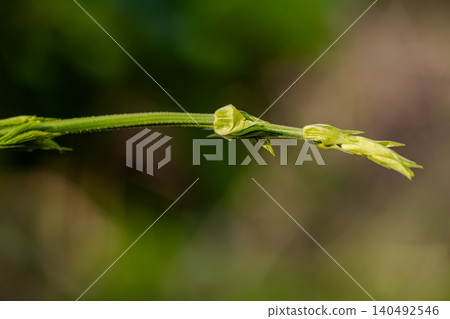 A young hop shoot with green leaves against a bokeh background. A young hop shoot with green leaves against a bokeh background. 140492546
