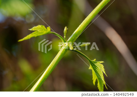 Young hops with lush foliage on a sunny day. Young hops with lush foliage on a sunny day. 140492549