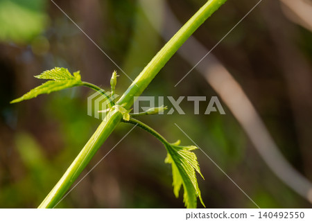 A young hop branch bathed in warm sunlight. 140492550