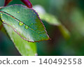 Fresh rose leaves and shoots after morning dew. 140492558