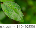 Raindrops on delicate rose leaves and shoots. 140492559