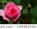A pink rosebud beginning to bloom among young green buds. 140492560