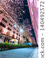 The spring night view of Nihonbashi, illuminated with cherry blossoms and featuring historical architecture. 140492572