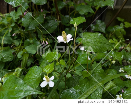 Water droplets and the white flowers and leaves of Houttuynia cordata. Water droplets and the white flowers and leaves of Houttuynia cordata. 140492581