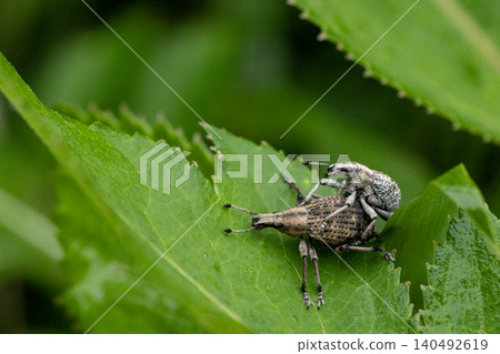 Weevils overlapping on a leaf Weevils overlapping on a leaf 140492619