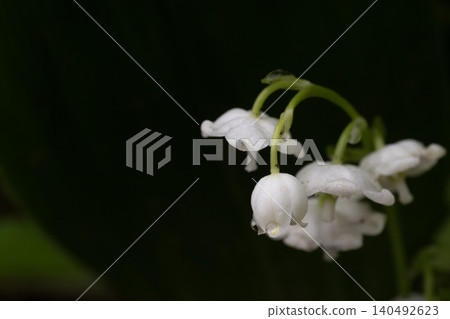 Delicate lilies of the valley blooming against a green background Delicate lilies of the valley blooming against a green background 140492623