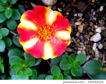 A single portulaca flower with striking red and yellow markings catches the eye. 140492626