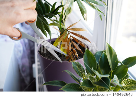 Diseases of domestic plants, close-up of a hand with scissors to cut off a dry leaf of a domestic palm tree. Diseases of domestic plants, close-up of a hand with scissors to cut off a dry leaf of a domestic palm tree. 140492643