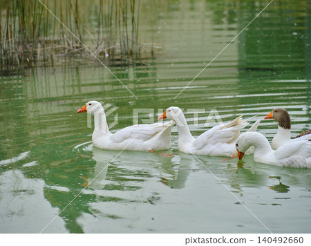 ducks swimming in the lake ducks swimming in the lake 140492660