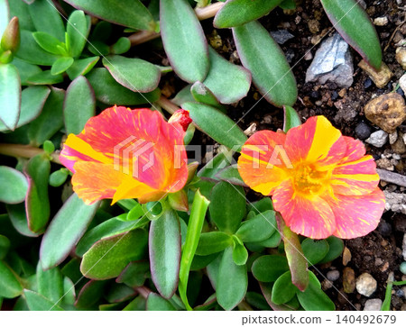 Portulaca flowers with beautiful, vibrant tie-dye patterns. Portulaca flowers with beautiful, vibrant tie-dye patterns. 140492679