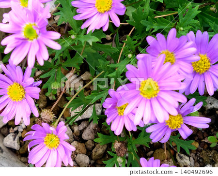 Purple Brachyscome flowers swaying in the spring breeze Purple Brachyscome flowers swaying in the spring breeze 140492696