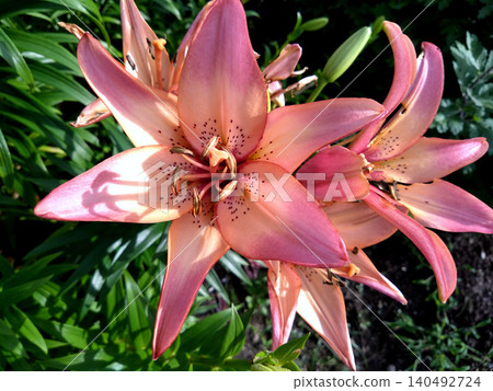 A close-up of a lily glowing in soft pink. 140492724