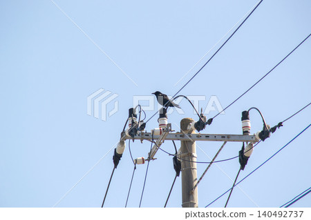 一隻烏鴉棲息在電線桿上 140492737