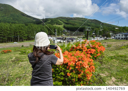 A woman photographs rhododendrons in early summer at Yunomaru Plateau. A woman photographs rhododendrons in early summer at Yunomaru Plateau. 140492769