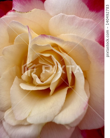 A close-up shot of a blooming rosebud. Close-up of a bicolor rose bloom. 140492783