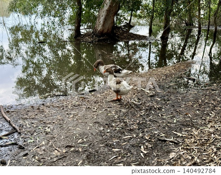 Two geese by flooded waterside. Waterfowl in the wild. Two geese by flooded waterside. Waterfowl in the wild. 140492784