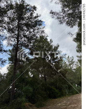 Walking path in public park, eucalyptus, fir, spruce, deciduous trees. Concrete pathway in park leading to road. Dirt path through a forest of trees. 140492785