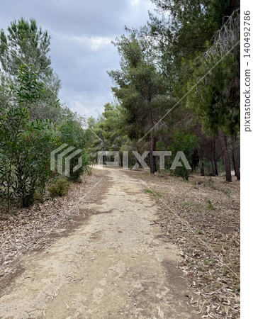 Walking path in public park, eucalyptus, fir, spruce, deciduous trees. Concrete pathway in park leading to road. Dirt path through a forest of trees. Walking path in public park, eucalyptus, fir, spruce, deciduous trees. Concrete pathway in park leading to road. Dirt path through a forest of trees. 140492786