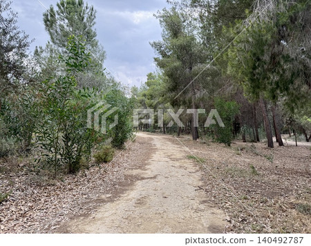 Walking path in public park, eucalyptus, fir, spruce, deciduous trees. Concrete pathway in park leading to road. Dirt path through a forest of trees. Walking path in public park, eucalyptus, fir, spruce, deciduous trees. Concrete pathway in park leading to road. Dirt path through a forest of trees. 140492787