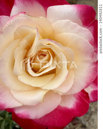 A close-up shot of a blooming rosebud. Close-up of a bicolor rose bloom. A close-up shot of a blooming rosebud. Close-up of a bicolor rose bloom. 140492811