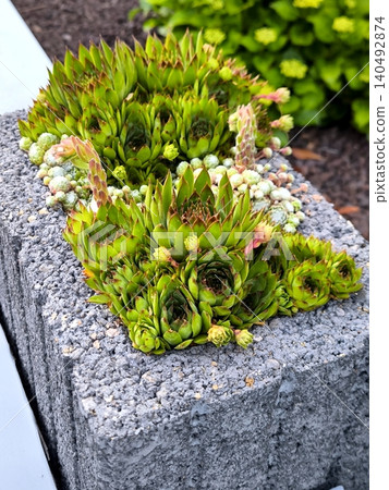 Decorative Sempervivum succulents in a stone planter 140492874