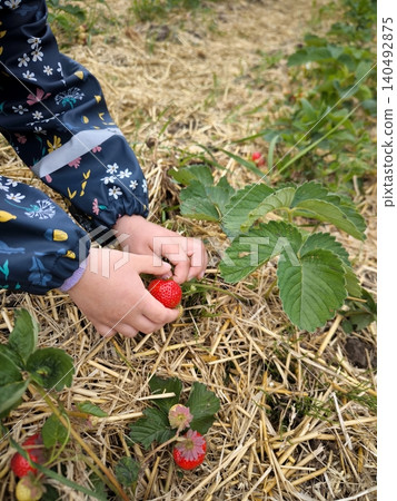 Children's hands are picking strawberries from a garden bed. 140492875