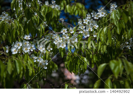 White pear or apple blossoms on branches with fresh green leaves in spring. Beautiful natural scene of blooming tree in garden. White pear or apple blossoms on branches with fresh green leaves in spring. Beautiful natural scene of blooming tree in garden. 140492902
