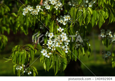Delicate white pear tree flowers with green leaves on sunny spring day. Pyrus communis in bloom. Beautiful branch of fruit tree blooming in lush garden under sunlight. Delicate white pear tree flowers with green leaves on sunny spring day. Pyrus communis in bloom. Beautiful branch of fruit tree blooming in lush garden under sunlight. 140492904