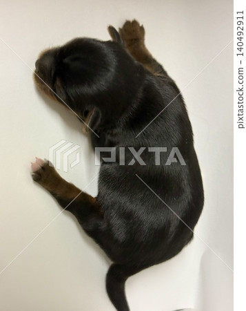 Close-up shot of a newborn Yorkshire Terrier puppy sleeping. Top view of newborn puppy. Close-up shot of a newborn Yorkshire Terrier puppy sleeping. Top view of newborn puppy. 140492911