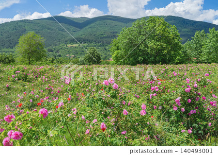 Rose field with pink blooms grows in mountain valley under blue sky, clouds in countryside. Damask Rose Valley. Natural background, rose agriculture, bulgarian tourism, nature travel, summer landscape Rose field with pink blooms grows in mountain valley under blue sky, clouds in countryside. Damask Rose Valley. Natural background, rose agriculture, bulgarian tourism, nature travel, summer landscape 140493001
