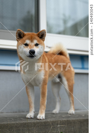 Shiba Inu Shiba Inu 140493043
