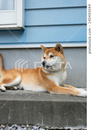 Shiba Inu Shiba Inu 140493044