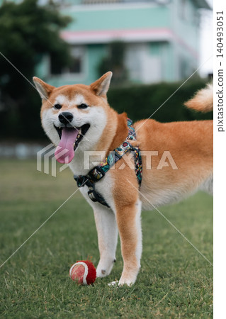 滿意的柴犬 140493051