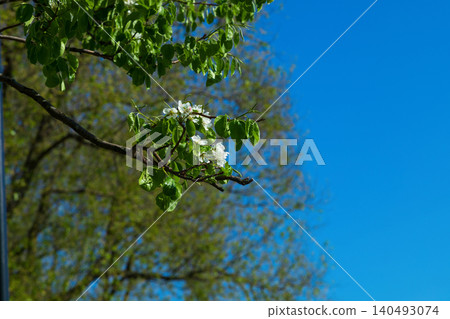 Branch of blooming apple tree against bright blue sky ang greenery. Beautiful spring nature scene with white flowers and green leaves in the garden on sunny day. Natural background with cope space. Branch of blooming apple tree against bright blue sky ang greenery. Beautiful spring nature scene with white flowers and green leaves in the garden on sunny day. Natural background with cope space. 140493074