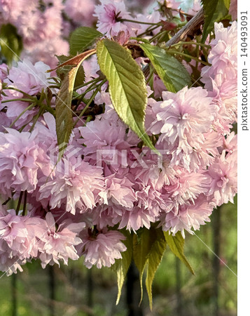 Beautiful pink sakura flowers blooming on tree branch. Kanzan cherry blossom inflorescences with young green leaves in soft spring light. Beautiful pink sakura flowers blooming on tree branch. Kanzan cherry blossom inflorescences with young green leaves in soft spring light. 140493091