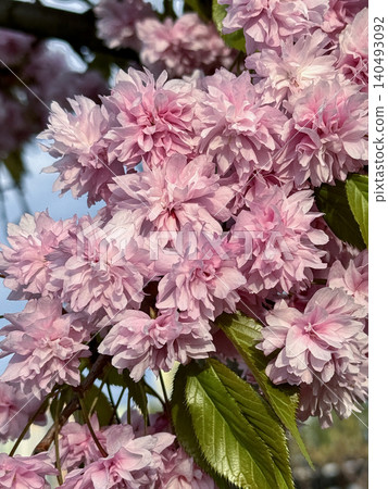 Lush pink sakura flowers blooming on branch against blue sky. Close up of Kanzan cherry blossom clusters with green leaves in bright spring sunlight. Lush pink sakura flowers blooming on branch against blue sky. Close up of Kanzan cherry blossom clusters with green leaves in bright spring sunlight. 140493092