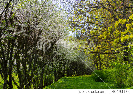 Beautiful spring alley with blooming white apple trees on one side and fresh green trees on the other. Scenic path in the garden during springtime. Perfect template for your projects Beautiful spring alley with blooming white apple trees on one side and fresh green trees on the other. Scenic path in the garden during springtime. Perfect template for your projects 140493124