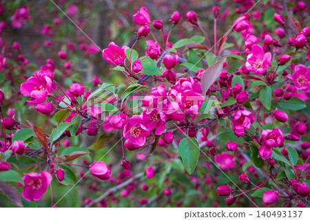 Close-up of decorative apple tree branch with vibrant pink flowers spring garden. Scenic blooming Malus tree on blurred background. Soft focus shot. Perfect template for your projects. 140493137