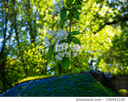 Close-up of blooming apple tree branch with delicate white flowers in spring. Beautiful Malus tree blossom in the park on blurred green background. Perfect template for your projects. 140493140