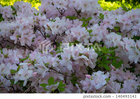 Lush blooming azalea bush with dense light pink flowers in garden. Beautiful rhododendron shrub blossoming during springtime. Perfect template for your projects. Lush blooming azalea bush with dense light pink flowers in garden. Beautiful rhododendron shrub blossoming during springtime. Perfect template for your projects. 140493141