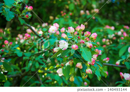 Beautiful blooming apple tree branch with pink buds and white flower. Scenic Malus shrub blossoming in spring garden on sunny day. Perfect template for your projects. Beautiful blooming apple tree branch with pink buds and white flower. Scenic Malus shrub blossoming in spring garden on sunny day. Perfect template for your projects. 140493144
