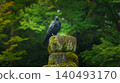Kanazawa, Japan - Oct 6 2024, close-up view of a crow perched on a old stone building, against the backdrop of green foliage, in Kenroku-en Park, Kanazawa, Japan 140493170